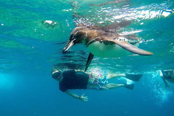   Swimming with penguins in Galapagos Ecuador 