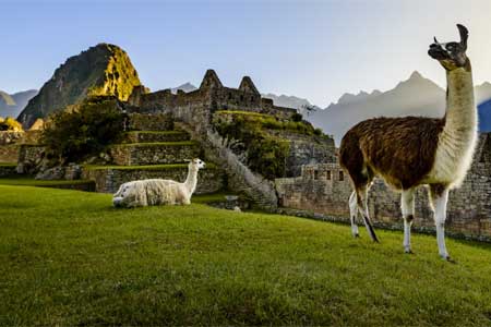  Two Llamas in Machu Picchu destination Peru 
