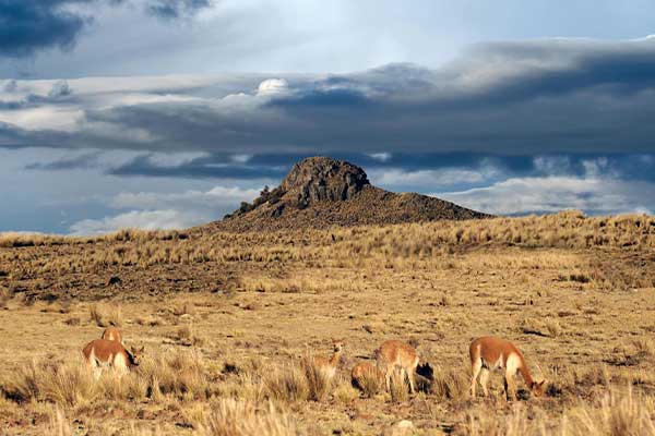  Vicuñas and faunas and floras in Salvias Aguada Blanca in Arequipa 