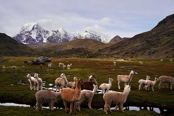  Lamas and Vicuñas near to Ausangate mountain in Cusco Peru 