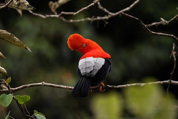  Rupicola peruvianus a national bird of Peru, go to birdwatching to Manu 