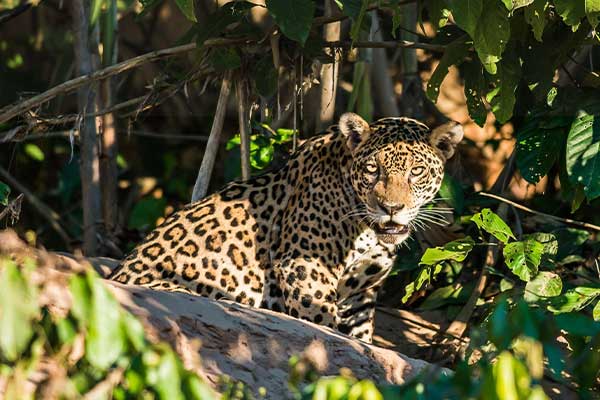  Wildlife in Manu, leopards species in the amazon jungle 