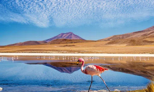 Season to Watch Andean birds in Bolivia