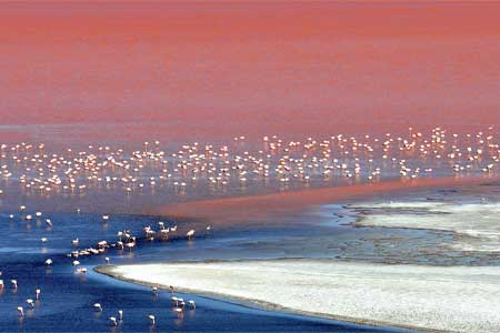  Uyuni Salt Falts with Faunas in Bolivia