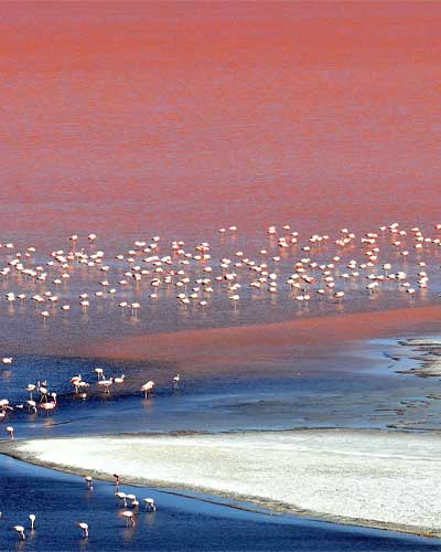 Faunas Attractions in Uyuni Bolivia