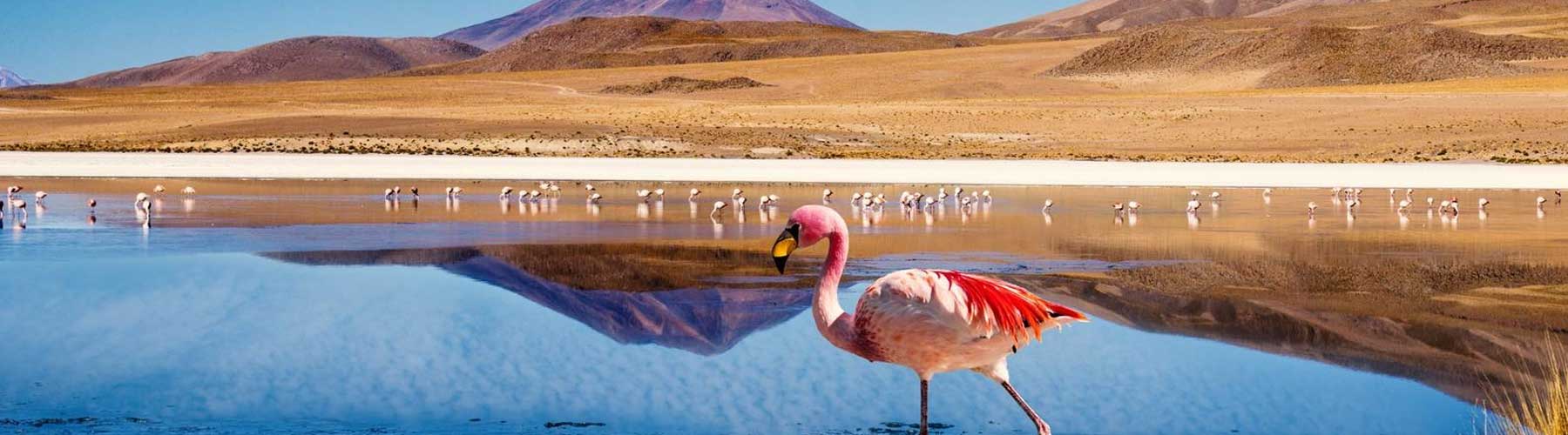 Dry Season in Andean Bolivia with parihuanas