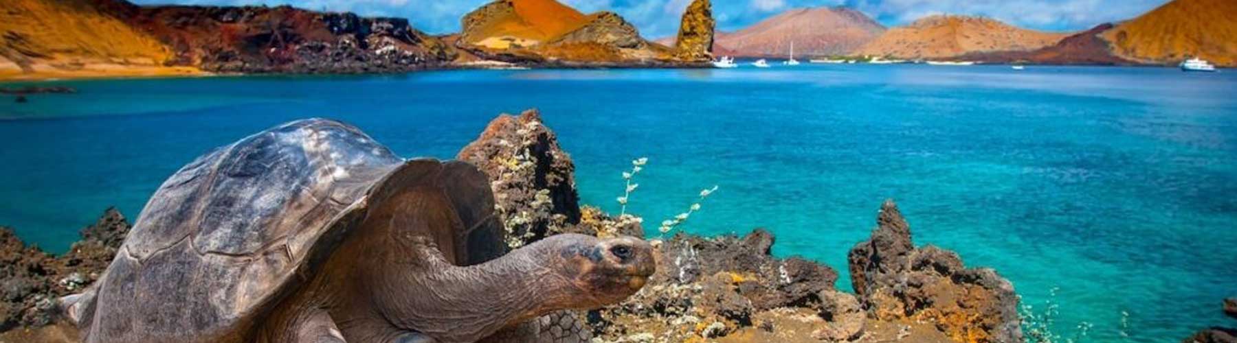 Galapagos Island the main attractions of Ecuador