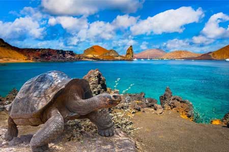  Fauna in Galápagos Islands