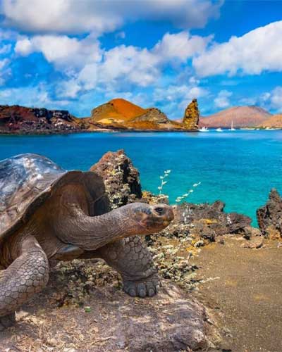 Gigant.Turtle in Galpagos Island in Ecuador