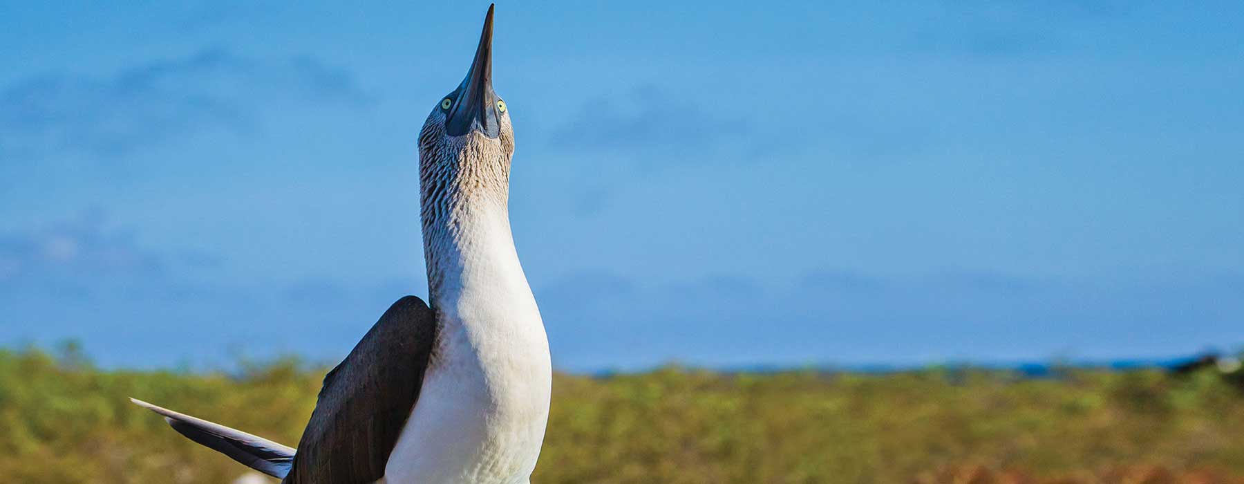 Galapagos Trips