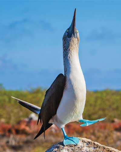 Galapagos Trips