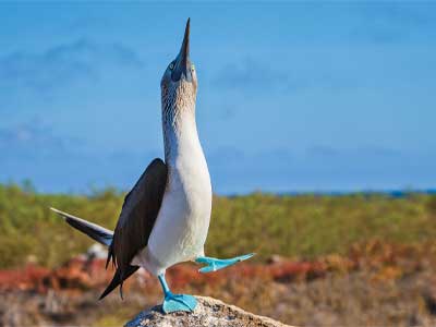 Galapagos Trips