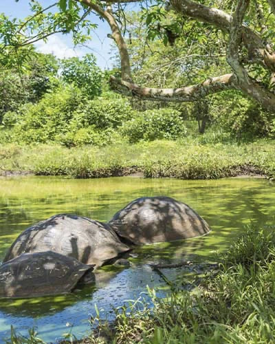 A man enjoyed, Experience in Galapagos with turtles