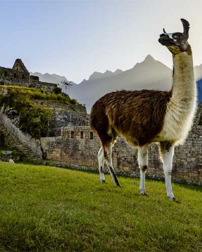 Llamas in Machu Picchu Peru