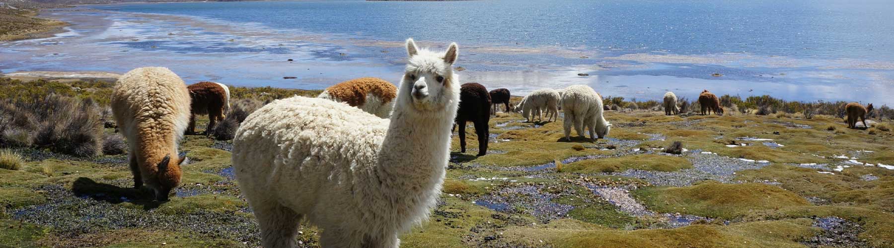  Llamas en Bolivia