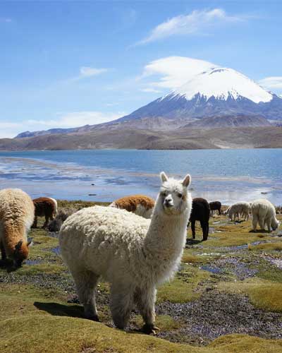 Llamas and Mountain in Bolivia