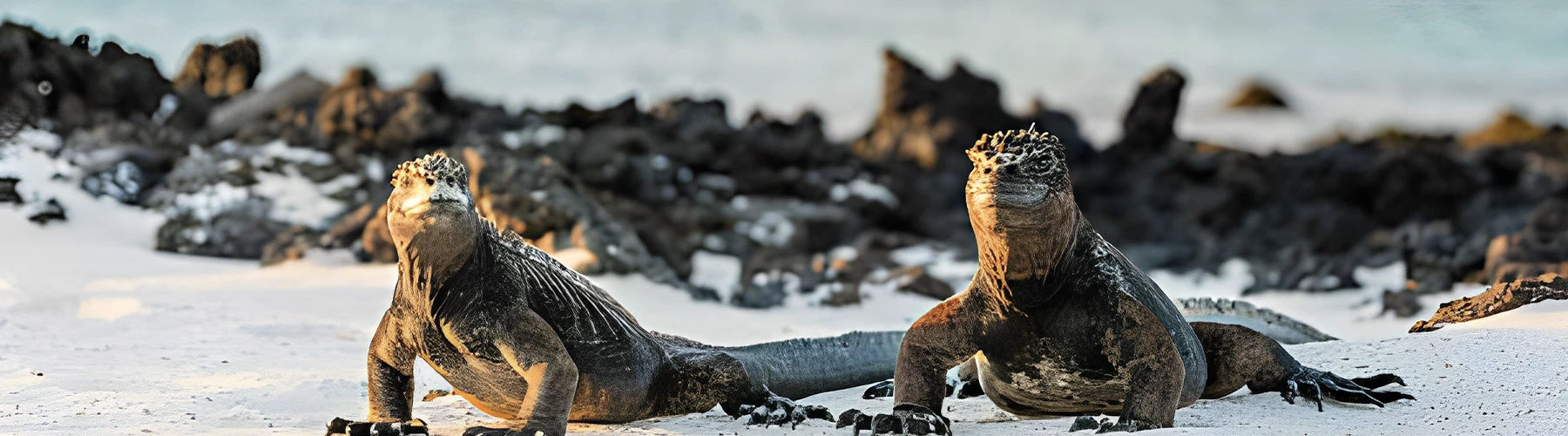 See Iguanas in  your luxury trip to Galapagos Ecuador