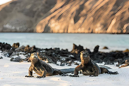  See Iguanas in  your luxury trip to Galapagos Ecuador