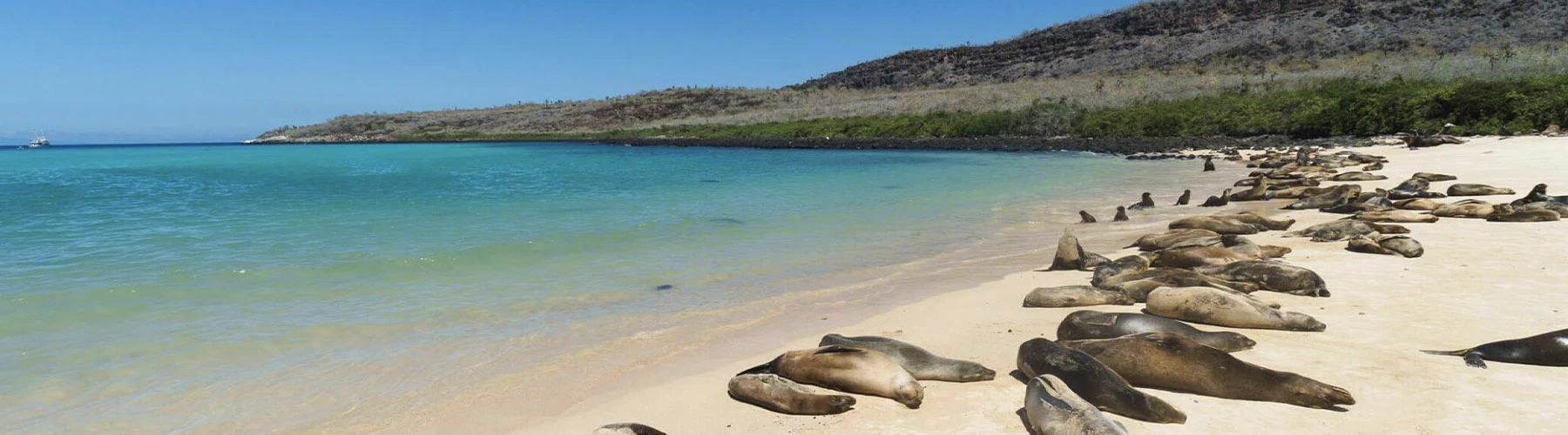 Sea Lions in Galápagos Islands photo in luxury trip