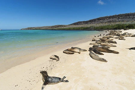  Sea Lions in Galápagos Islands photo in luxury trip